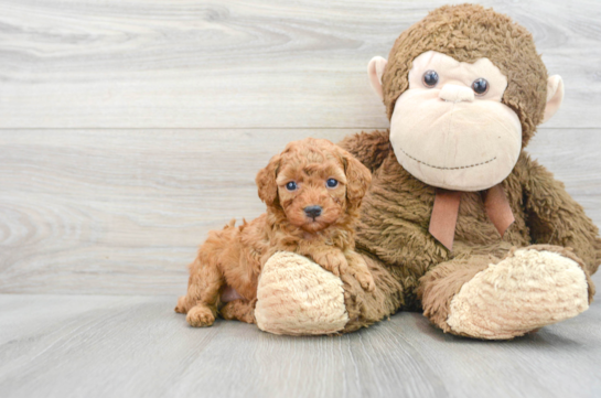 Sweet Pudle Purebred Puppy