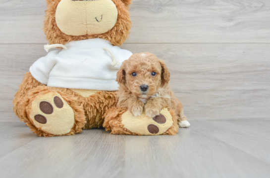 Best Poodle Baby
