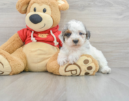 9 week old Poodle Puppy For Sale - Premier Pups