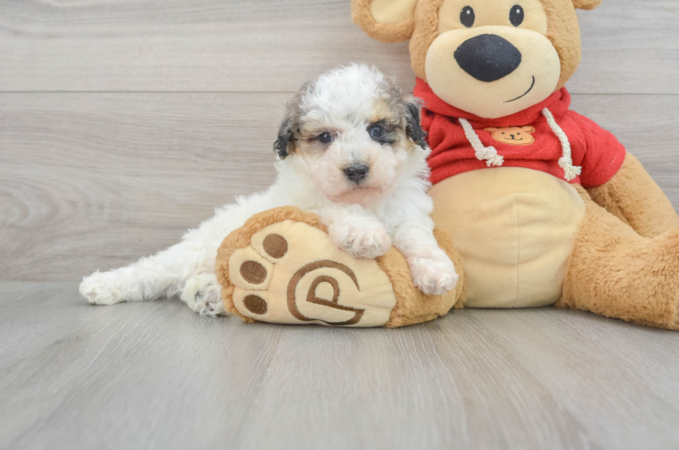 8 week old Poodle Puppy For Sale - Premier Pups
