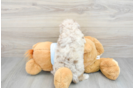 Best Poodle Baby