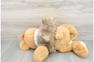 Playful Poodle Purebred Pup