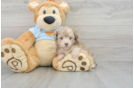 Best Poodle Baby
