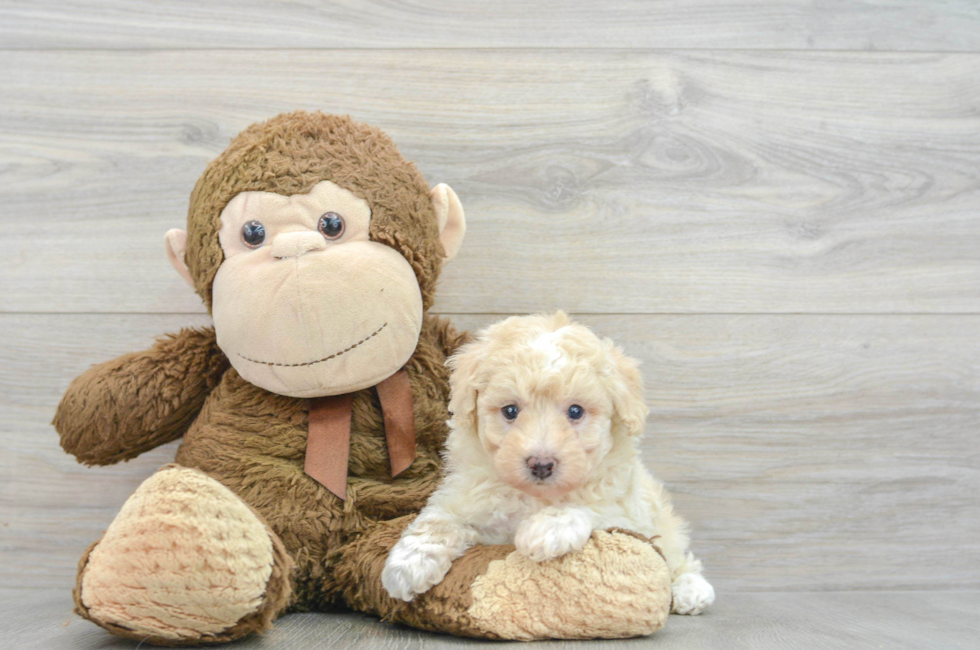 5 week old Poodle Puppy For Sale - Premier Pups