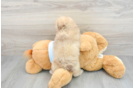Akc Registered Poodle Baby