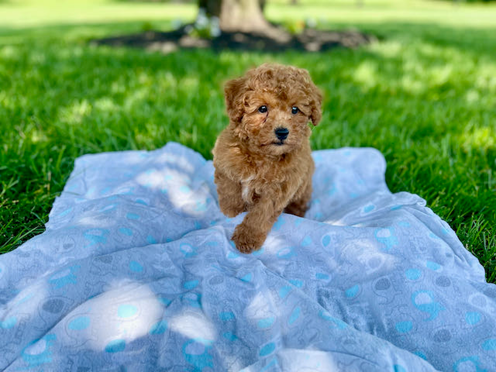 Small Poodle Purebred Pup