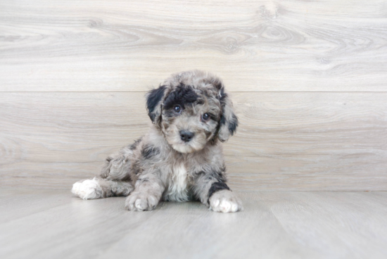 Energetic Pudle Purebred Puppy