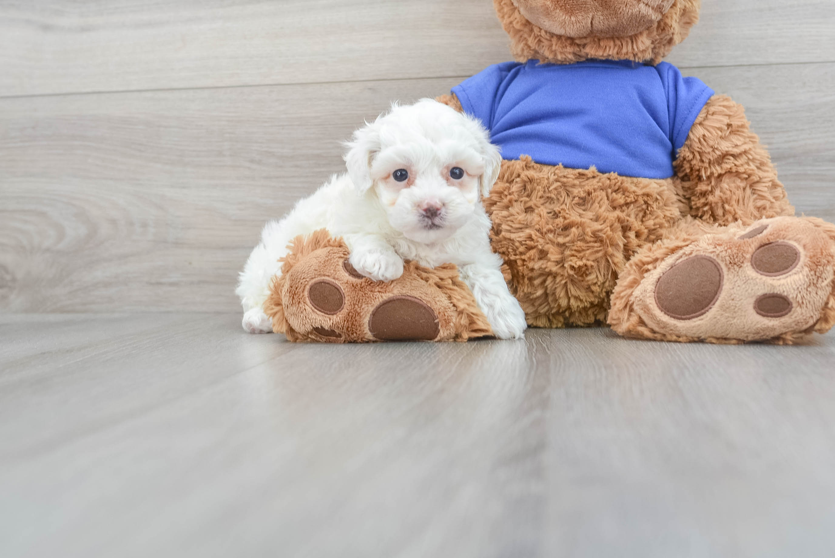 Fluffy best sale poodle puppy