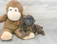 7 week old Poodle Puppy For Sale - Premier Pups