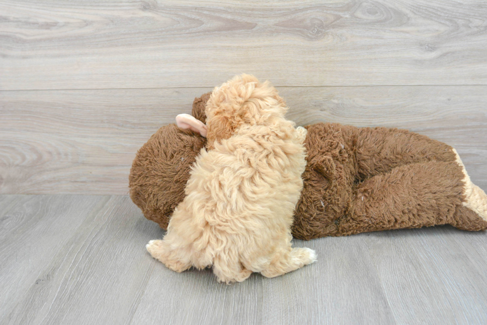 Playful Poodle Baby