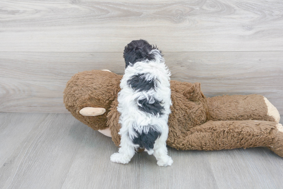 Meet Google - our Poodle Puppy Photo 3/3 - Premier Pups