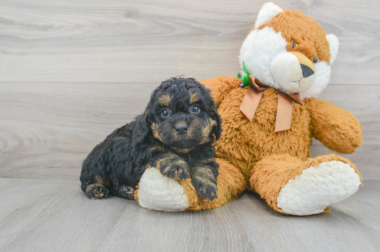 Poochon Puppies for Sale