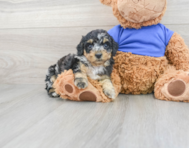 5 week old Poodle Puppy For Sale - Premier Pups