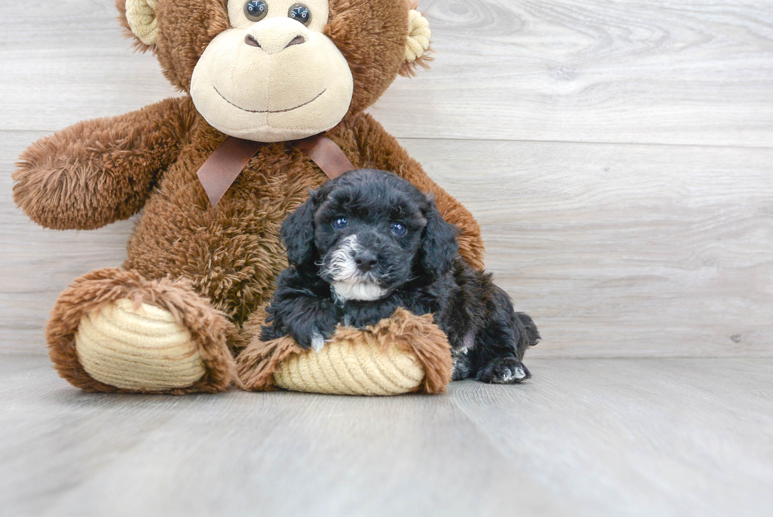 purebred toy poodle puppies for sale