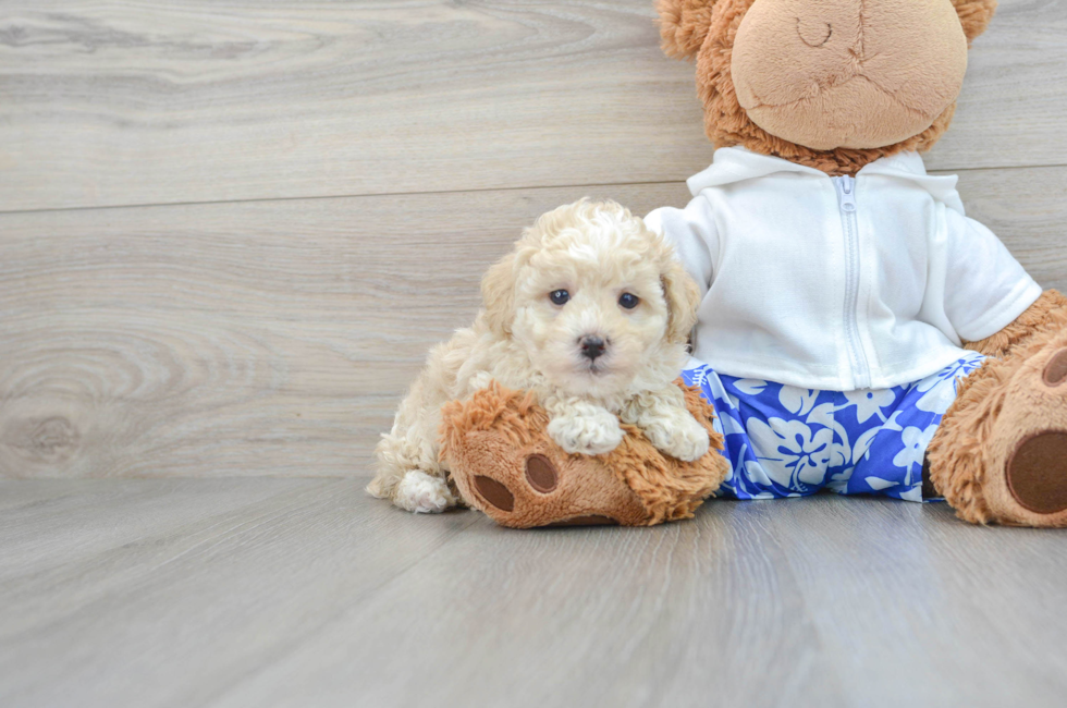7 week old Poodle Puppy For Sale - Premier Pups