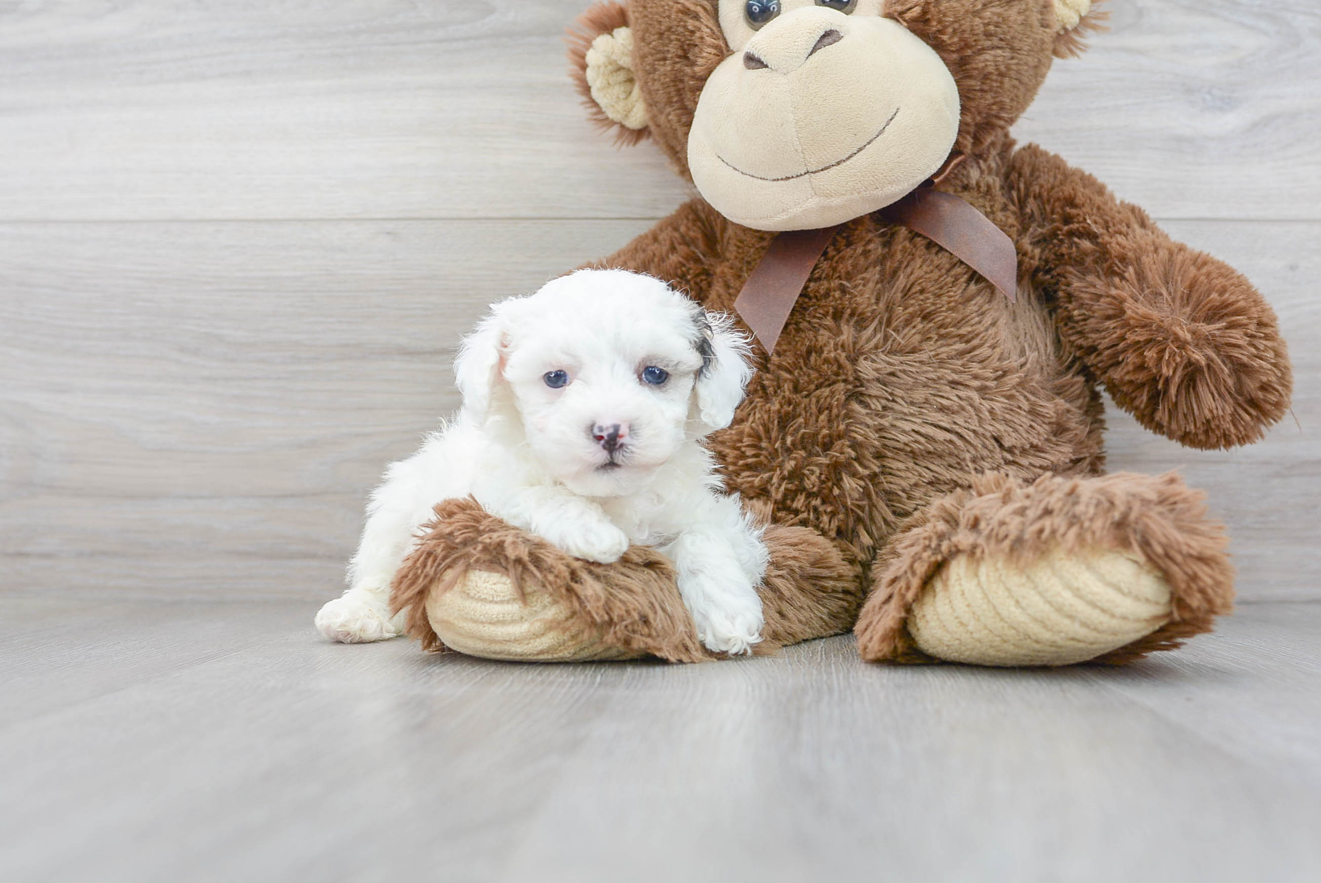 purebred toy poodle puppies for sale