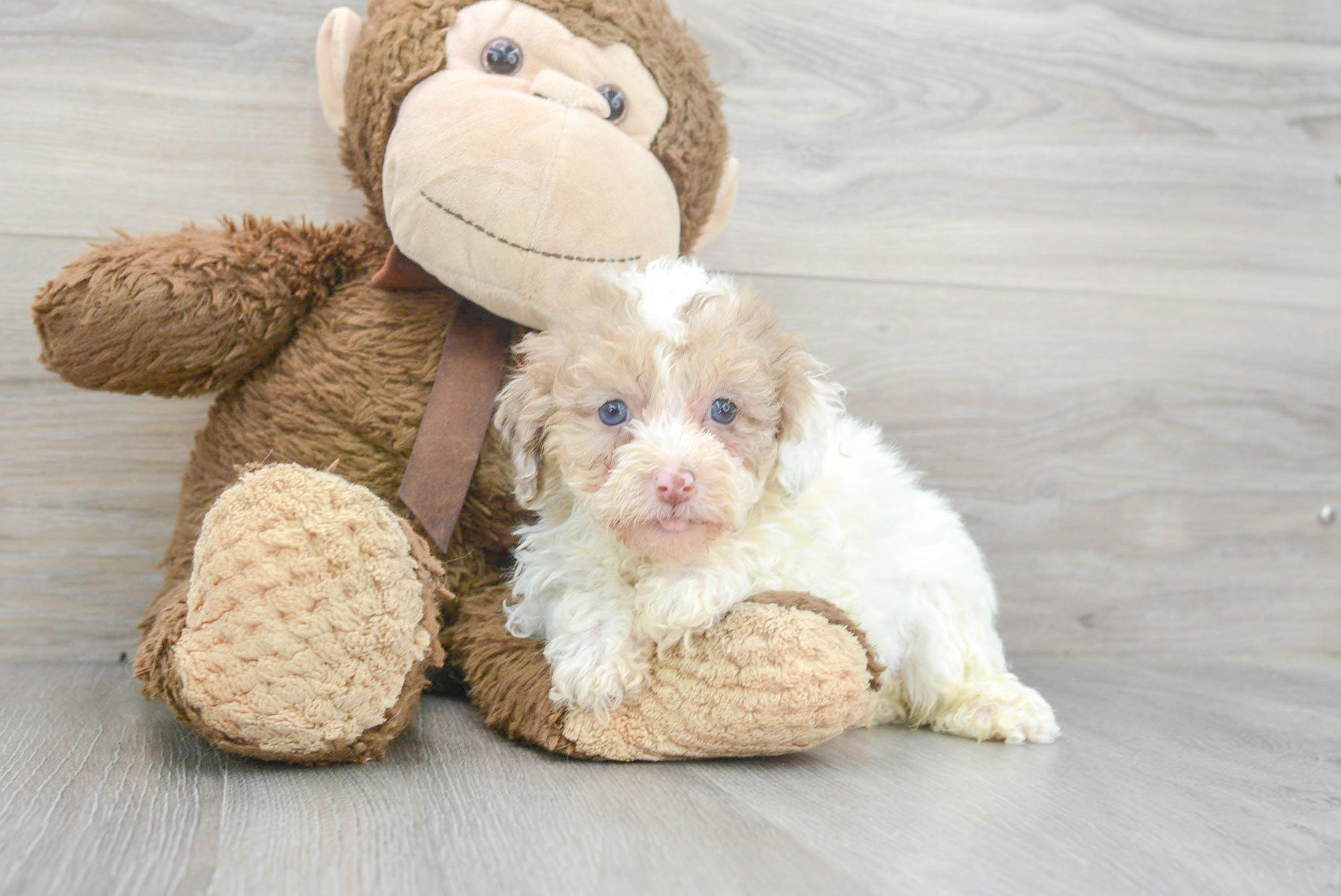 Labradoodle akc hot sale registered