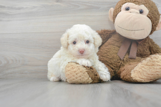 Funny Poodle Baby