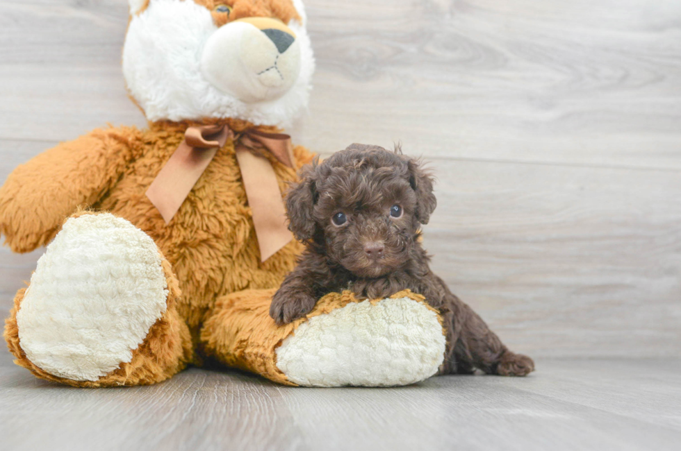 brown toy poodle puppy for sale