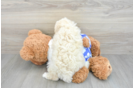 Playful Poodle Purebred Pup