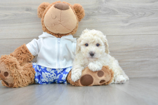 Best Poodle Baby