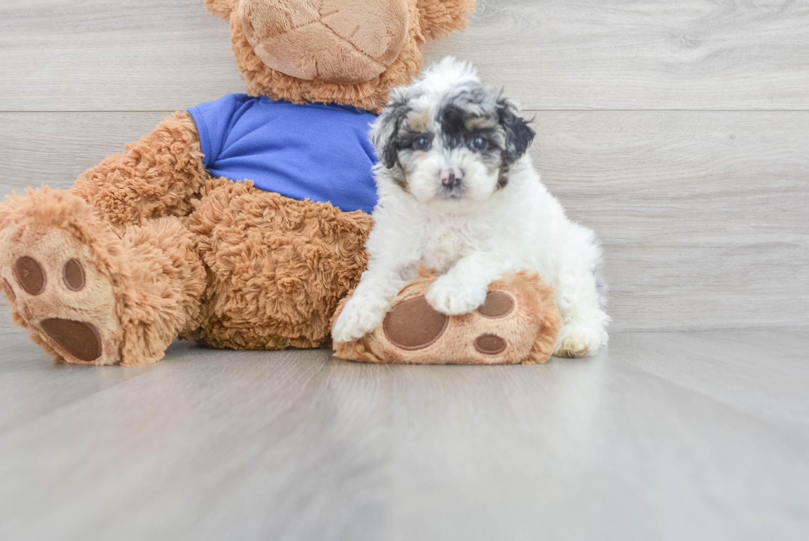 Toy poodle puppy clearance for sale near me