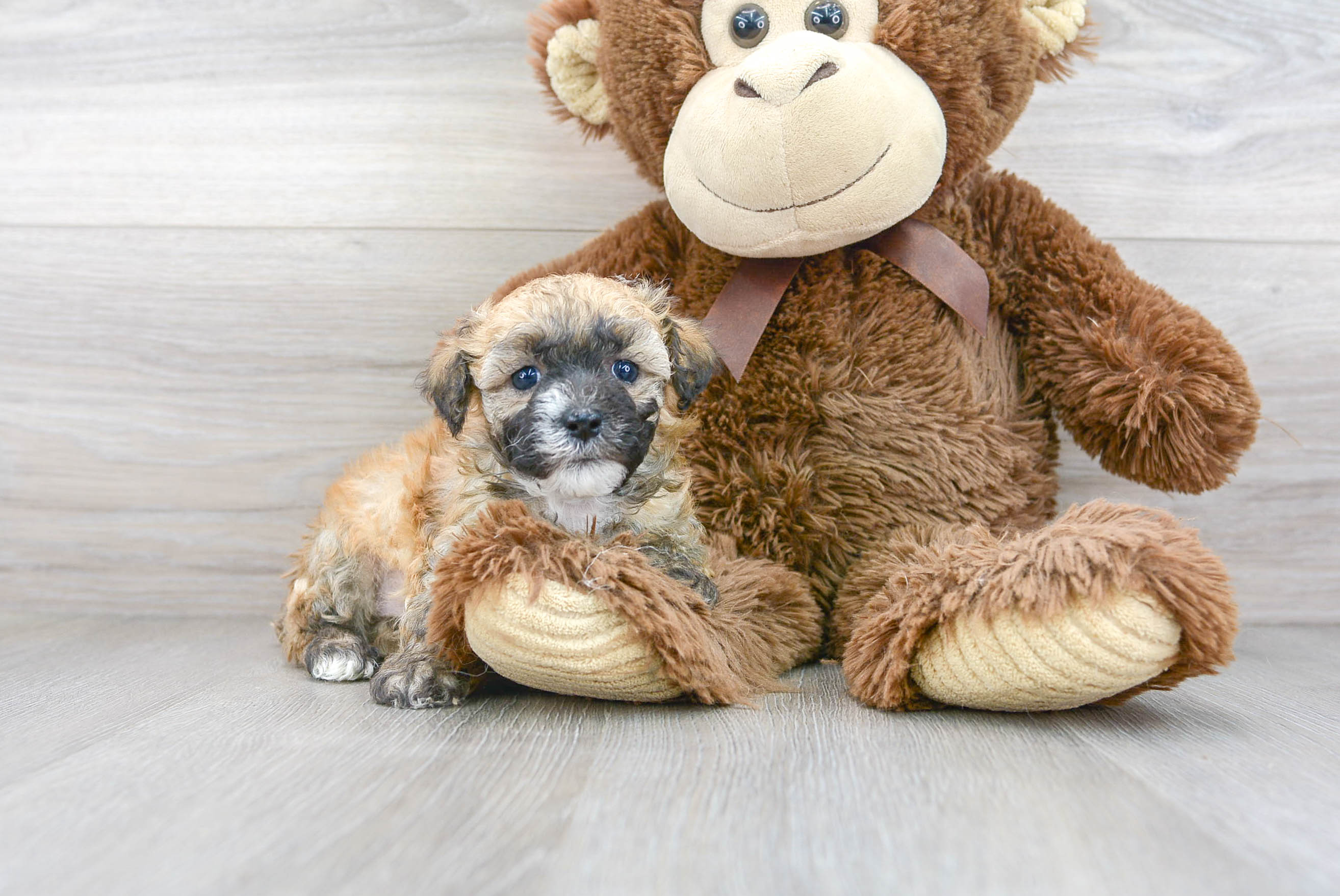 purebred toy poodle puppies for sale