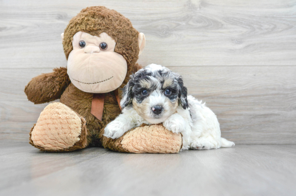 5 week old Poodle Puppy For Sale - Premier Pups