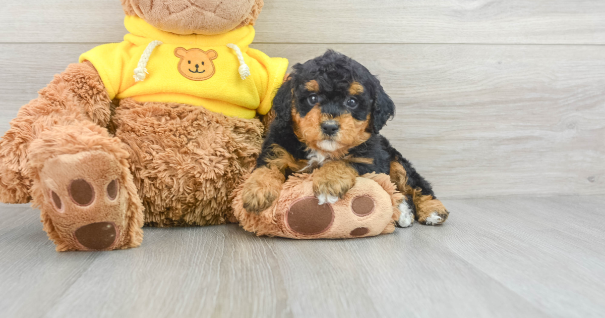 Small Poodle Jade: 4lb 5oz Purebred Puppy