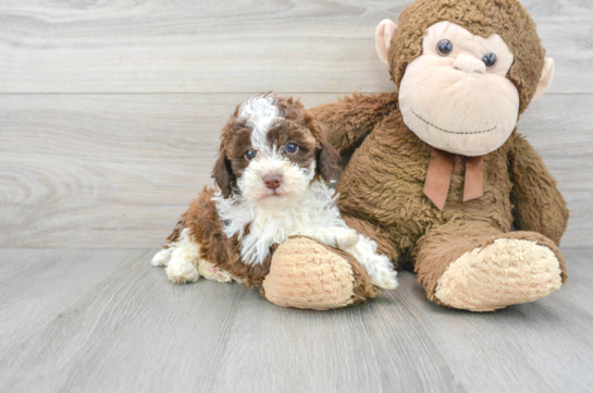 Best Poodle Baby
