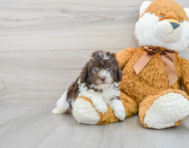 7 week old Poodle Puppy For Sale - Premier Pups
