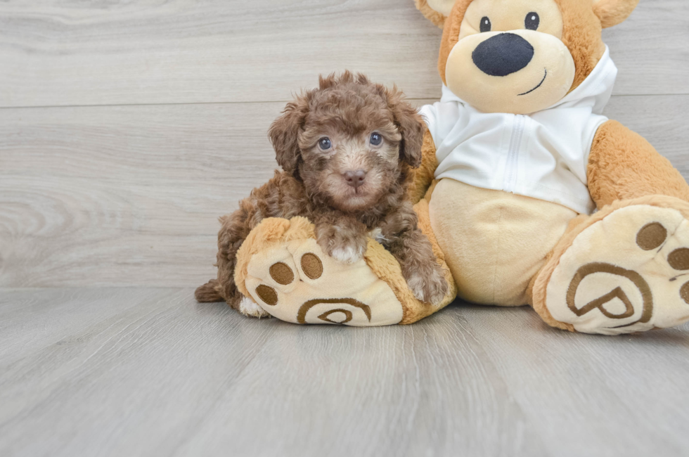 5 week old Poodle Puppy For Sale - Premier Pups