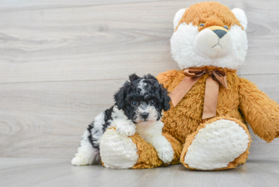 Popular Poodle Purebred Pup