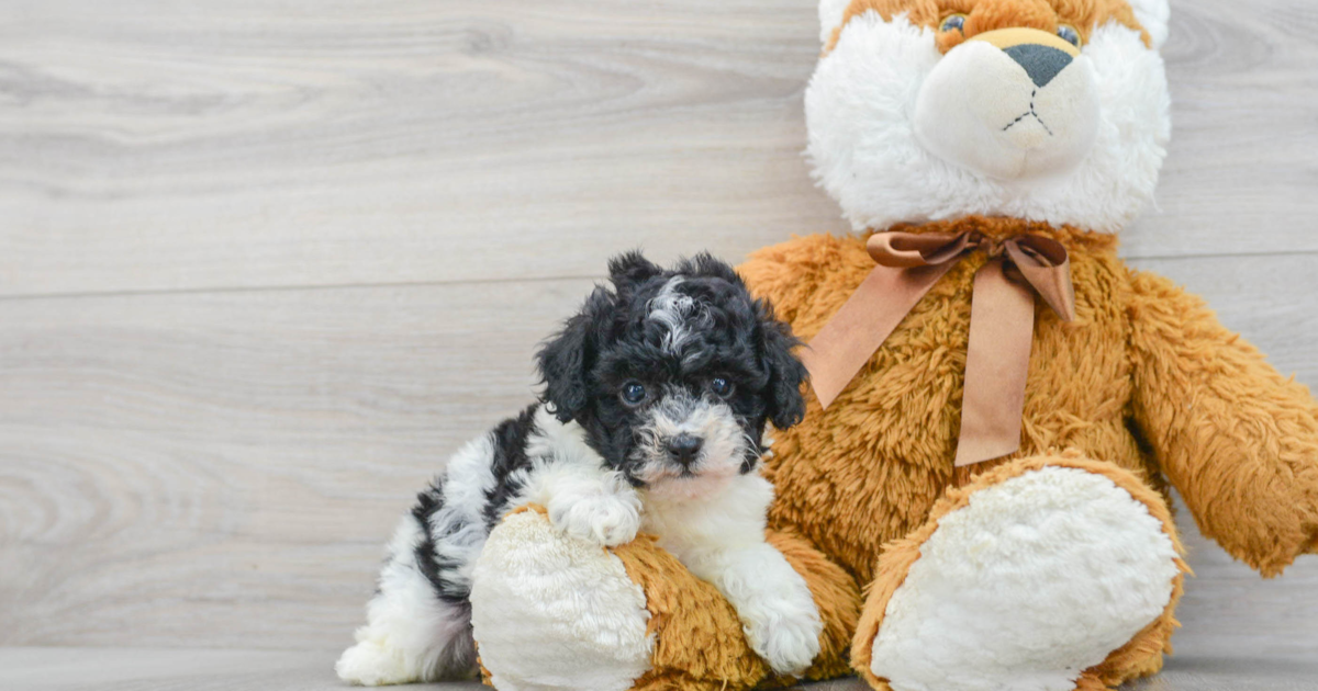 Sweet Poodle Milena: 2lb 1oz Purebred Puppy