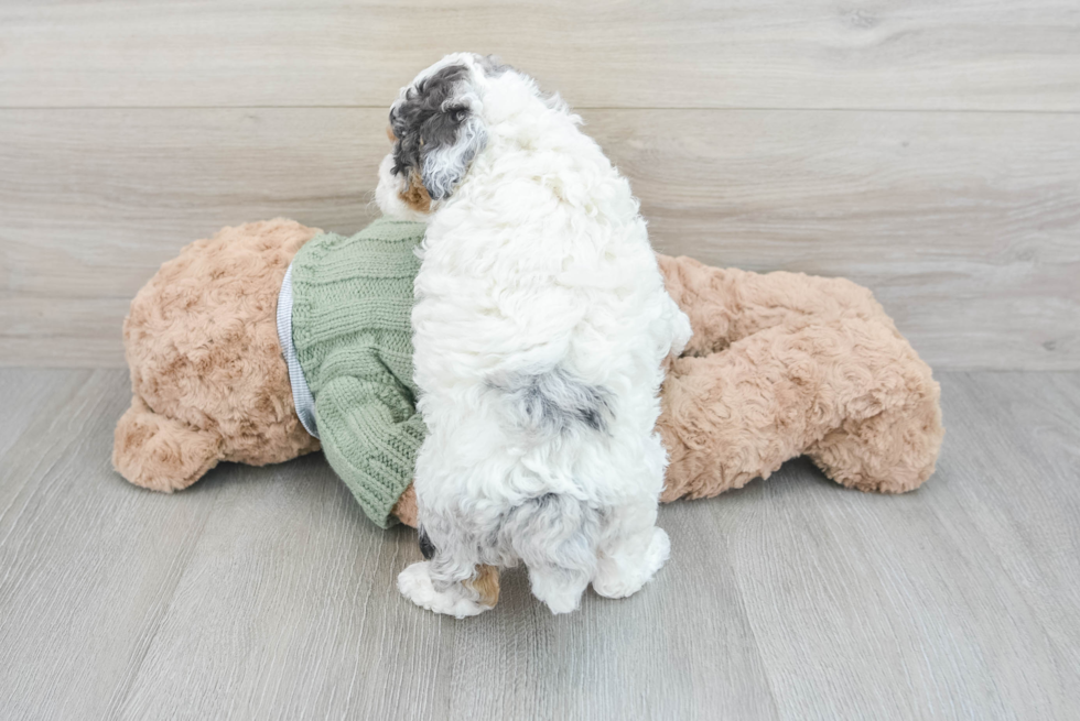 Poodle Puppy for Adoption