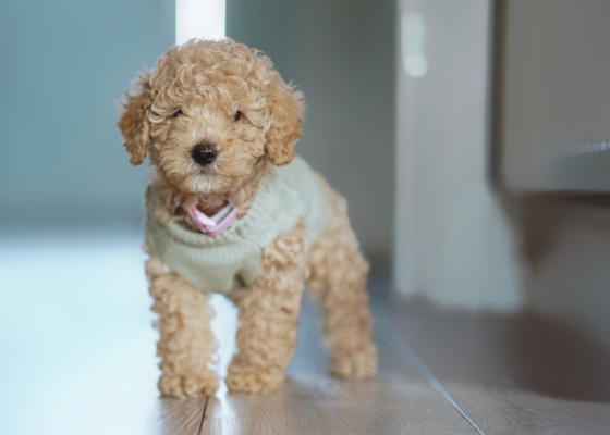 Poodle Mixes 101: See Questions, Doodle Pictures & Top Breeds