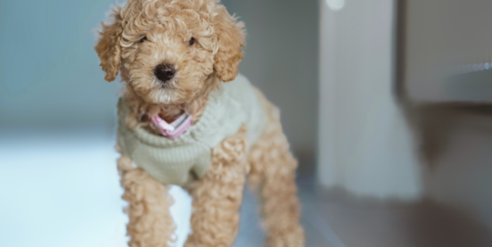 Poodle Mixes 101: An Introduction To Doodles