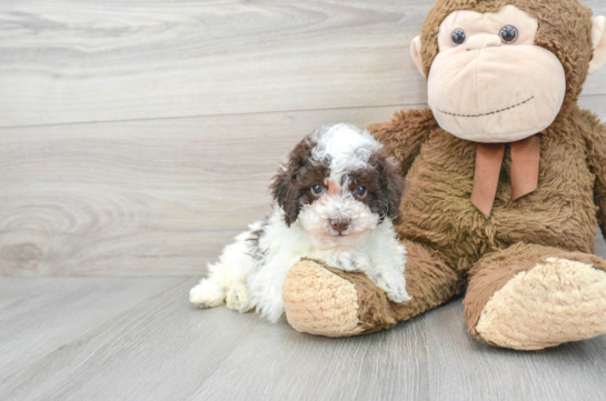 Poodle Puppy for Adoption