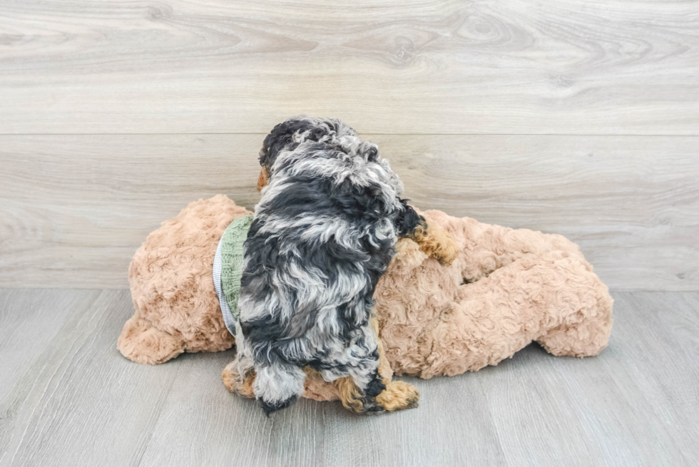 Best Poodle Baby