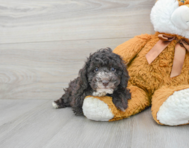 6 week old Poodle Puppy For Sale - Premier Pups