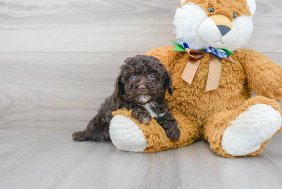 Hypoallergenic Poodle Purebred Pup