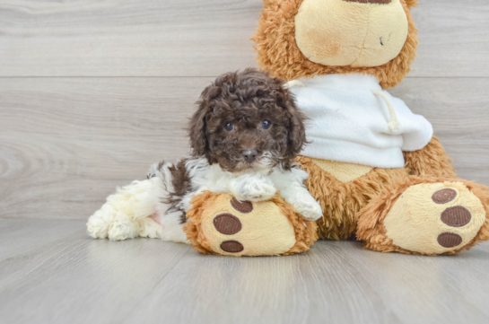 Poodle Puppy for Adoption