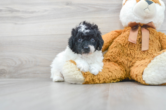 how much does a toy poodle puppy cost