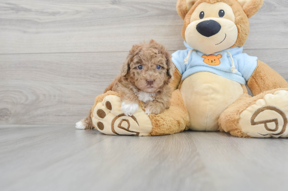 7 week old Poodle Puppy For Sale - Premier Pups