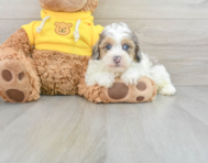 6 week old Poodle Puppy For Sale - Premier Pups