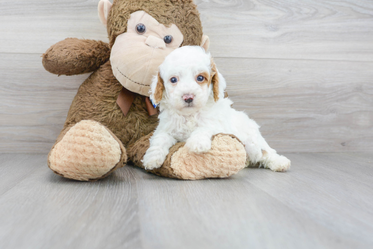 Meet Olly - our Poodle Puppy Photo 1/3 - Premier Pups