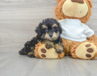 9 week old Poodle Puppy For Sale - Premier Pups