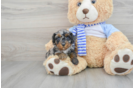 Poodle Pup Being Cute