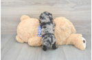 Fluffy Pudle Purebred Puppy
