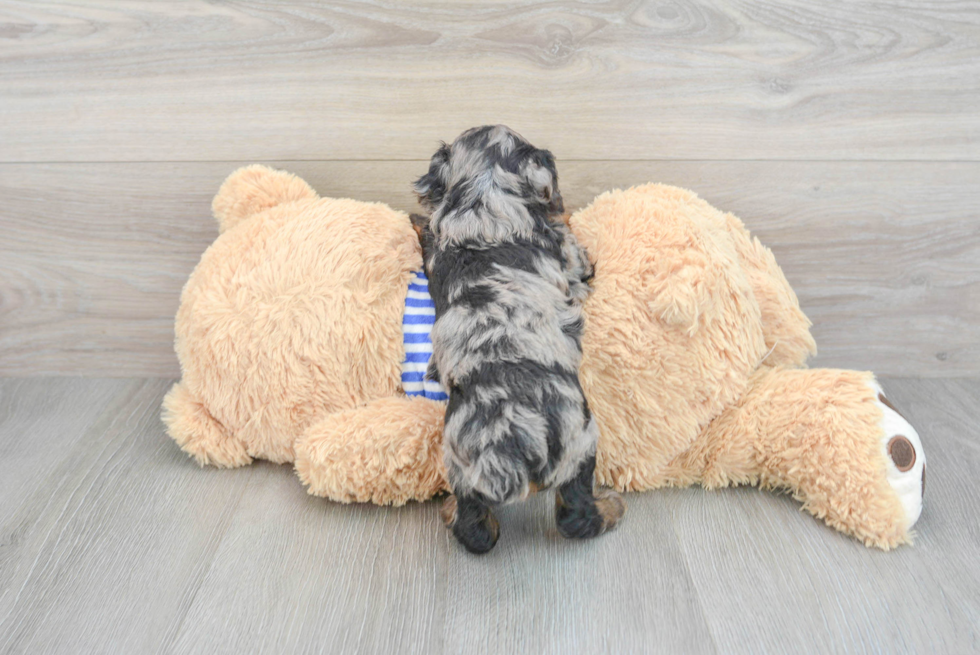 Fluffy Pudle Purebred Puppy